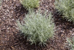 Garten-Currykraut „Tall“ -Blumen Risse Verkaufsladen GS430188 800x800