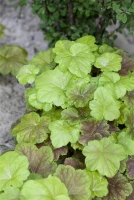 Heucherella „Solar Power“ -R- 12 Heucherella „Solar Power“ -R- – Bild 10