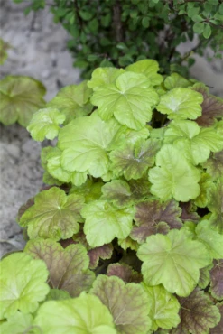 Heucherella „Solar Power“ -R- 16 Heucherella „Solar Power“ -R- -Blumen Risse Verkaufsladen GS430209 800x800