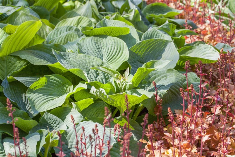 Große Garten-Funkie „Bressingham Blue“, Blaugrau 3 Große Garten-Funkie „Bressingham Blue“, Blaugrau