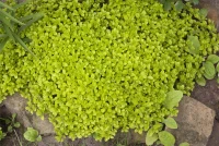 Oregano 20 Oregano – Bild 18