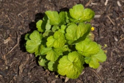 Dreiblättrige Waldsteinie -Blumen Risse Verkaufsladen GS430905 800x800