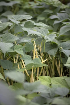 SPERLI Stangenbohnen Samen „Neckargold“ 10 SPERLI Stangenbohnen Samen „Neckargold“ -Blumen Risse Verkaufsladen GS441128 800x800