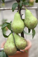 Birne „Conference“ 14 Birne „Conference“ – Bild 12