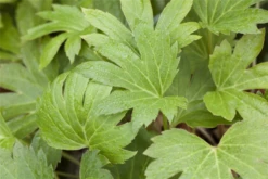 Ahornblatt -Blumen Risse Verkaufsladen GS442184 800x800