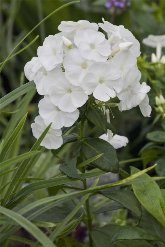 Hohe Flammenblume „Younique White“ 4 Hohe Flammenblume „Younique White“ – Bild 2