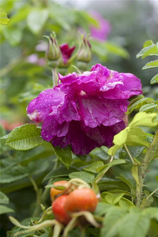 Kartoffel-Rose 4 Kartoffel-Rose – Bild 2