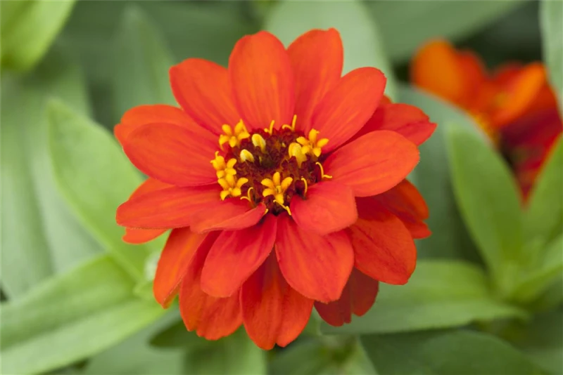 KIEPENKERL Haage-Zinniensamen „Profusion“ 7 KIEPENKERL Haage-Zinniensamen „Profusion“ – Bild 5