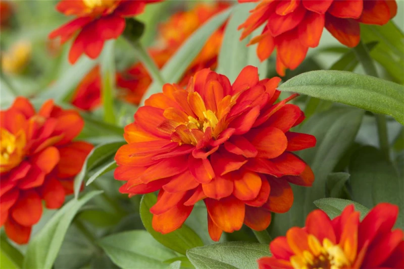 KIEPENKERL Haage-Zinniensamen „Profusion“ 10 KIEPENKERL Haage-Zinniensamen „Profusion“ – Bild 8