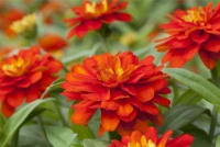 KIEPENKERL Haage-Zinniensamen „Profusion“ 17 KIEPENKERL Haage-Zinniensamen „Profusion“ – Bild 15
