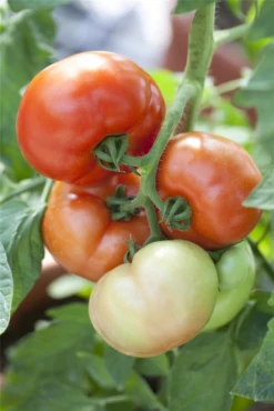 SPERLI Tomatensamen „Fantasio F1“ 10 SPERLI Tomatensamen „Fantasio F1“ -Blumen Risse Verkaufsladen GS443292 800x800