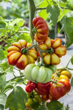 QUEDLINBURGER Tomatensamen -Blumen Risse Verkaufsladen GS443592 800x800