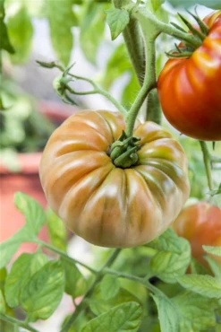 QUEDLINBURGER Tomatensamen -Blumen Risse Verkaufsladen GS443596 800x800