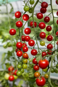 KIEPENKERL Tomatensamen „Tumbling Tom Red“ -Blumen Risse Verkaufsladen GS443645 800x800