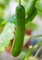 KIEPENKERL Mini-Snackgurkensamen „Salamanda F1“ 8 KIEPENKERL Mini-Snackgurkensamen „Salamanda F1“ – Bild 6