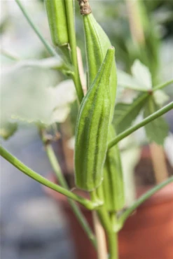 QUEDLINBURGER Okrasamen „Clemson Spineless“ -Blumen Risse Verkaufsladen GS443702 800x800