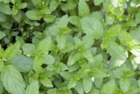 Ährige Minze 19 Ährige Minze – Bild 17