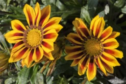 QUEDLINBURGER Mittagsgoldsamen „Daybreak Red Stripe F1“ -Blumen Risse Verkaufsladen GS443903 800x800