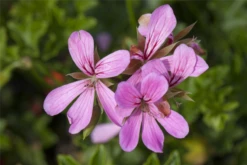 QUEDLINBURGER Hängegeraniensamen 26 QUEDLINBURGER Hängegeraniensamen -Blumen Risse Verkaufsladen GS444126 800x800