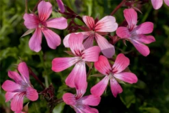 QUEDLINBURGER Hängegeraniensamen 25 QUEDLINBURGER Hängegeraniensamen -Blumen Risse Verkaufsladen GS444132 800x800