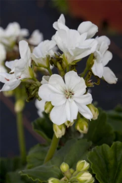 QUEDLINBURGER Zonal-Pelargonie-Samen -Blumen Risse Verkaufsladen GS444144 800x800