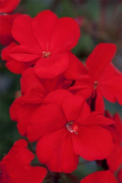 QUEDLINBURGER Zonal-Pelargonie-Samen -Blumen Risse Verkaufsladen GS444152 800x800