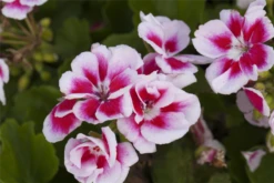 QUEDLINBURGER Zonal-Pelargonie-Samen -Blumen Risse Verkaufsladen GS444157 800x800