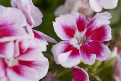 QUEDLINBURGER Zonal-Pelargonie-Samen -Blumen Risse Verkaufsladen GS444159 800x800
