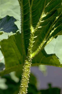 Mammutblatt -Blumen Risse Verkaufsladen GS444843 800x800