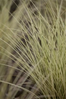 Garten-Chinaschilf „Morning Light“ 19 Garten-Chinaschilf „Morning Light“ – Bild 17