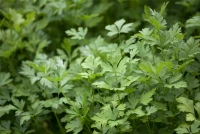 Glatte Petersilie 16 Glatte Petersilie – Bild 14