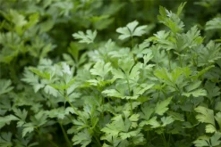 Glatte Petersilie 24 Glatte Petersilie -Blumen Risse Verkaufsladen GS445298 800x800