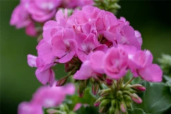 QUEDLINBURGER Zonal-Pelargonie-Samen -Blumen Risse Verkaufsladen GS445319 800x800