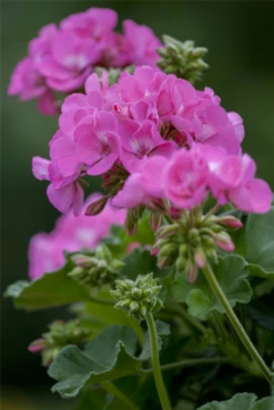 QUEDLINBURGER Zonal-Pelargonie-Samen -Blumen Risse Verkaufsladen GS445320 800x800