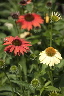 Garten-Scheinsonnenhut „Cheyenne Spirit“ -Blumen Risse Verkaufsladen GS445367 800x800