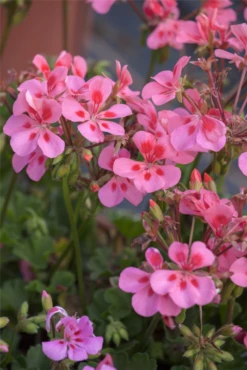 QUEDLINBURGER Hängegeraniensamen 33 QUEDLINBURGER Hängegeraniensamen -Blumen Risse Verkaufsladen GS445470 800x800