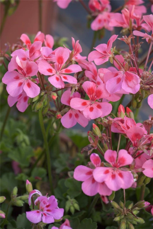 QUEDLINBURGER Hängegeraniensamen 14 QUEDLINBURGER Hängegeraniensamen – Bild 12