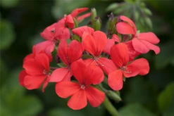 QUEDLINBURGER Hängegeraniensamen 32 QUEDLINBURGER Hängegeraniensamen -Blumen Risse Verkaufsladen GS445471 800x800