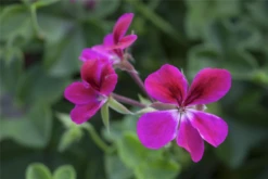 QUEDLINBURGER Hängegeraniensamen 30 QUEDLINBURGER Hängegeraniensamen -Blumen Risse Verkaufsladen GS445477 800x800