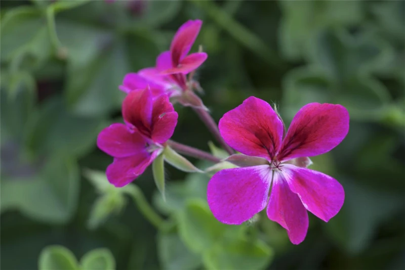 QUEDLINBURGER Hängegeraniensamen 11 QUEDLINBURGER Hängegeraniensamen – Bild 9