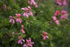 QUEDLINBURGER Hängegeraniensamen 28 QUEDLINBURGER Hängegeraniensamen -Blumen Risse Verkaufsladen GS445479 800x800