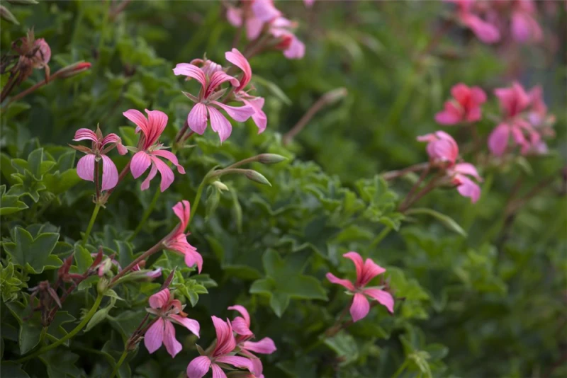 QUEDLINBURGER Hängegeraniensamen 9 QUEDLINBURGER Hängegeraniensamen – Bild 7