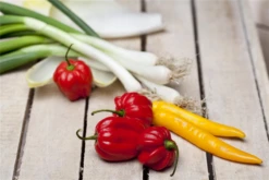 QUEDLINBURGER Peperonisamen 27 QUEDLINBURGER Peperonisamen -Blumen Risse Verkaufsladen GS455987 800x800