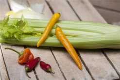 QUEDLINBURGER Peperonisamen 25 QUEDLINBURGER Peperonisamen -Blumen Risse Verkaufsladen GS455992 800x800