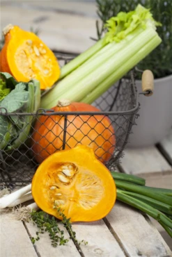 QUEDLINBURGER Kürbissamen 30 QUEDLINBURGER Kürbissamen -Blumen Risse Verkaufsladen GS456019 800x800