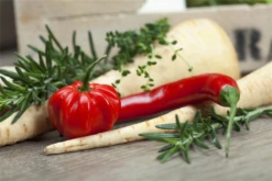 QUEDLINBURGER Peperonisamen 24 QUEDLINBURGER Peperonisamen -Blumen Risse Verkaufsladen GS456029 800x800