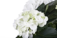 Bauernhortensie, Weiß 15 Bauernhortensie, Weiß – Bild 13