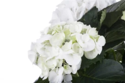 Bauernhortensie, Weiß 24 Bauernhortensie, Weiß -Blumen Risse Verkaufsladen GS456231 800x800