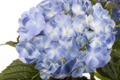 Bauernhortensie, Blau -Blumen Risse Verkaufsladen GS456235 800x800