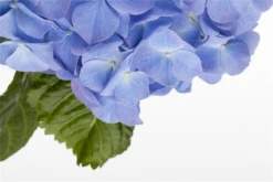 Bauernhortensie, Blau -Blumen Risse Verkaufsladen GS456238 800x800